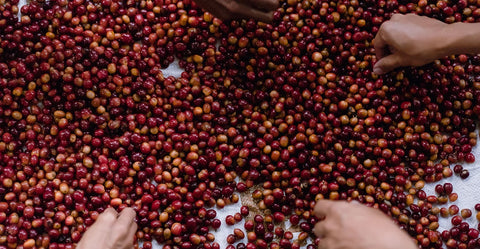 Specialty Coffee Beans